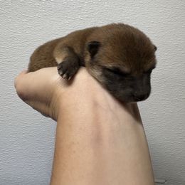 Willow - Red Shiba Inu puppy in Covington, Ohio from Rustic Country Shibas