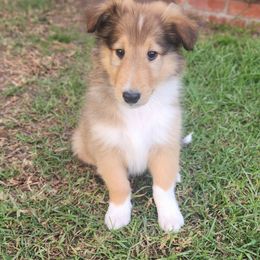 Boy 3 - Collie puppy from Prime Star Collies