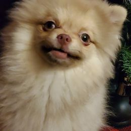 Pomeranians from S'more Pomeranians