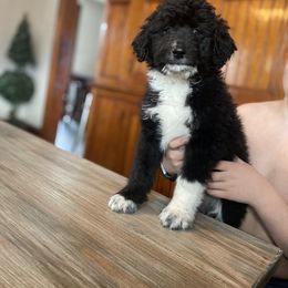Aussiedoodle Puppies from North Mountain Doodles