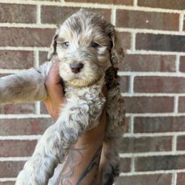 Merle Boy 3 - Merle male Assorted Doodle Crosses puppy in Conway, Arkansas from Hollins Doodles