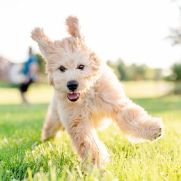 Bernedoodle and Goldendoodle Puppies from Lings Legacy Doodles