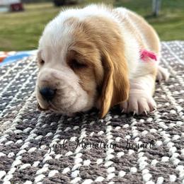 Pink girl - Red and white female Basset Hound puppy in Conway, Missouri from Ozark Mountain Kennel
