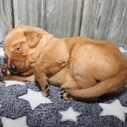 Beau - Dark golden male Golden Retriever puppy in Guthrie, Oklahoma from Raised Right Pups