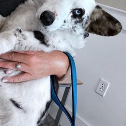 Tori - Cardigan Welsh Corgi
