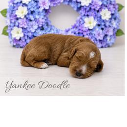 Yankee Doodle - Red  male Goldendoodle puppy in State Road, North Carolina from Must Love Doodles