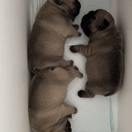 Girl - Fawn female French Bulldog puppy in South Kingstown, Rhode Island from Deolin