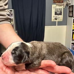 Boy 3 - Brown and white male Saint Bernard puppy in Clover, South Carolina from Sweetest Saints