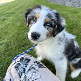 Blue girl 1 - Blue merle female Australian Shepherd puppy in Terrebonne, Oregon from Storybrooke Australian Shepherds