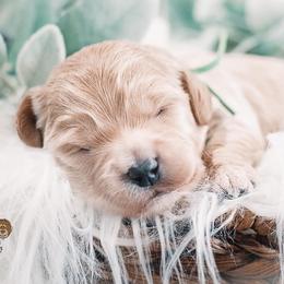 Bernedoodle and Goldendoodle Puppies from Hommel’s Mini Darling Doodles