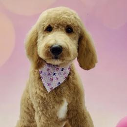 Luna - Goldendoodle