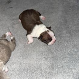 Chocolate Male - Red male Boston Terrier puppy in Mc Donough, Georgia from Ballard Boston Terriers