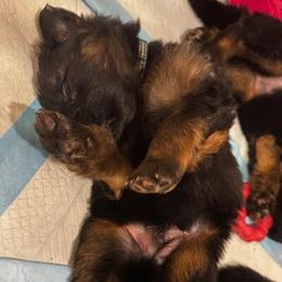 Borys - Black and red male German Shepherd puppy in Snohomish, Washington from Wataha Shepherds