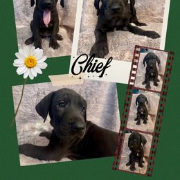 Chief - Black male Great Dane puppy in Longview, Texas from Noctua Kennels
