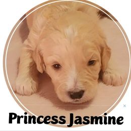 Goldendoodle Puppies from Magical Goldendoodles of Pioneer Valley, MA