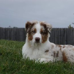 Australian Shepherd Puppies from Grand Ridge Australian Shepherds