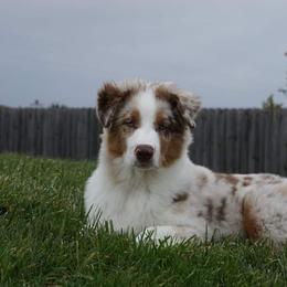 Australian Shepherd Puppies from Grand Ridge Australian Shepherds