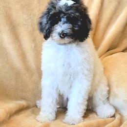 Pebbles - Merle female Sheepadoodle puppy in Heyburn, Idaho from Royal T Acres