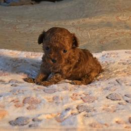 Pip - Red  male Poodle puppy in Grand Saline, Texas from Oldfield Outdoors