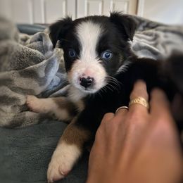 Jetlee - Black tri-color male Australian Shepherd puppy in Oroville, California from Puppy Love Ranch Mini Aussies