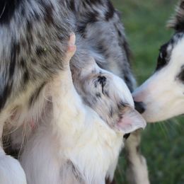 Border Collie Puppies from M and J Farm