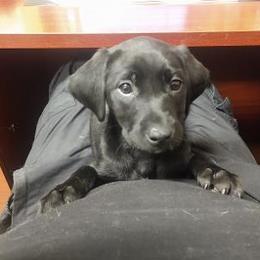 Labrador Retriever Puppies from Buffalo Valley Breeders