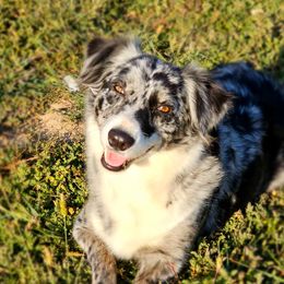 Pretzel - Australian Shepherd