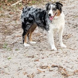 Bella - Australian Shepherd
