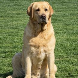 Oakley - Labrador Retriever