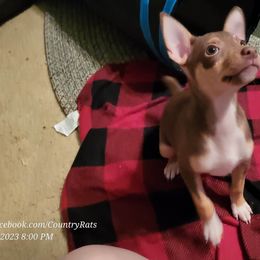Rat Terrier Puppies from Country Rat Terriers