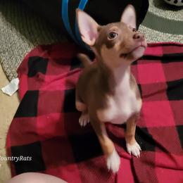 Rat Terrier Puppies from Country Rat Terriers