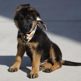 German Shepherd Puppies from di Casa Ortiz German Shepherds