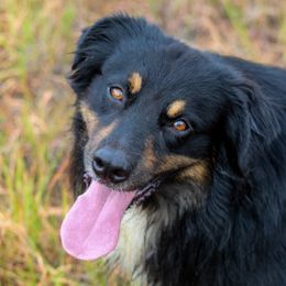 Wick - Australian Shepherd