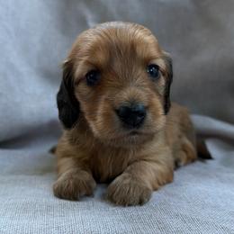 Denali - Red female Dachshund puppy in Michigan from Hidden Haven Dachshunds