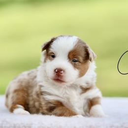 Galaxy - Red merle male Toy Australian Shepherd puppy in Prague, Oklahoma from Clay Creek Aussies