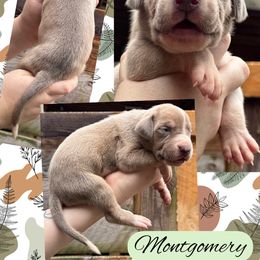 MONGOMRY - Silver male Great Dane puppy in Bolivar, New York from Prophecy Danes