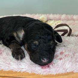 Millie (brown) - Phantom female Bernedoodle puppy in Rising Sun, Indiana from Ruby Lane Doodles
