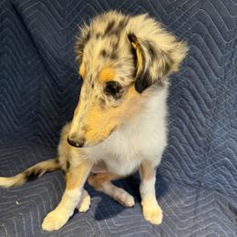 Nala - Blue merle female Collie puppy in Yukon, Oklahoma from ColliesOklahoma