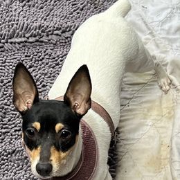 Lola - Toy Fox Terrier