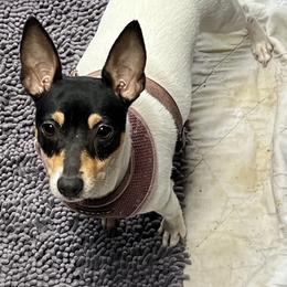 Lola - Toy Fox Terrier