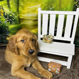 Boy 5 - Dark golden male Golden Retriever puppy in Sentinel, Oklahoma from Tux Goldens