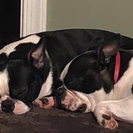 Boston Terriers from Coastie Canines