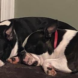 Boston Terriers from Coastie Canines
