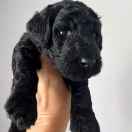 Denali (purple collar) - Black male Poodle puppy in Batavia, Ohio from The Livezey Standard-CKCS and Standard Poodles