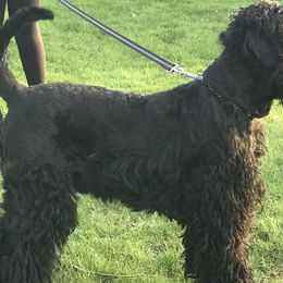 Corvinus - Black Russian Terrier