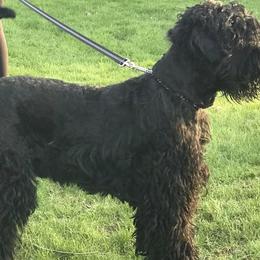 Corvinus - Black Russian Terrier