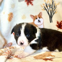 American Corgi Puppies from 5H Corgis