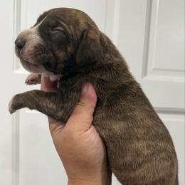 Amy Grant - Chocolate brindle female Great Dane puppy in Florida from Beachside Kennels