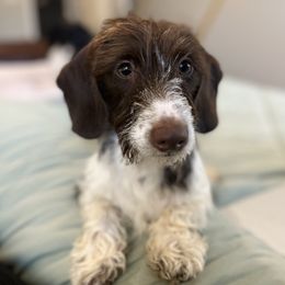 Walter - Dachshund