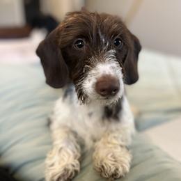 Walter - Dachshund